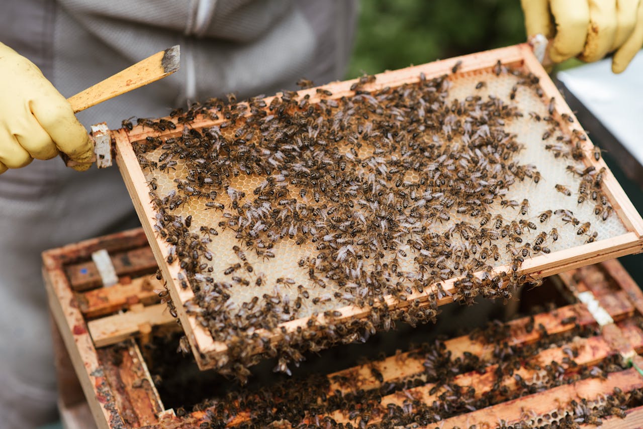 Bee comb