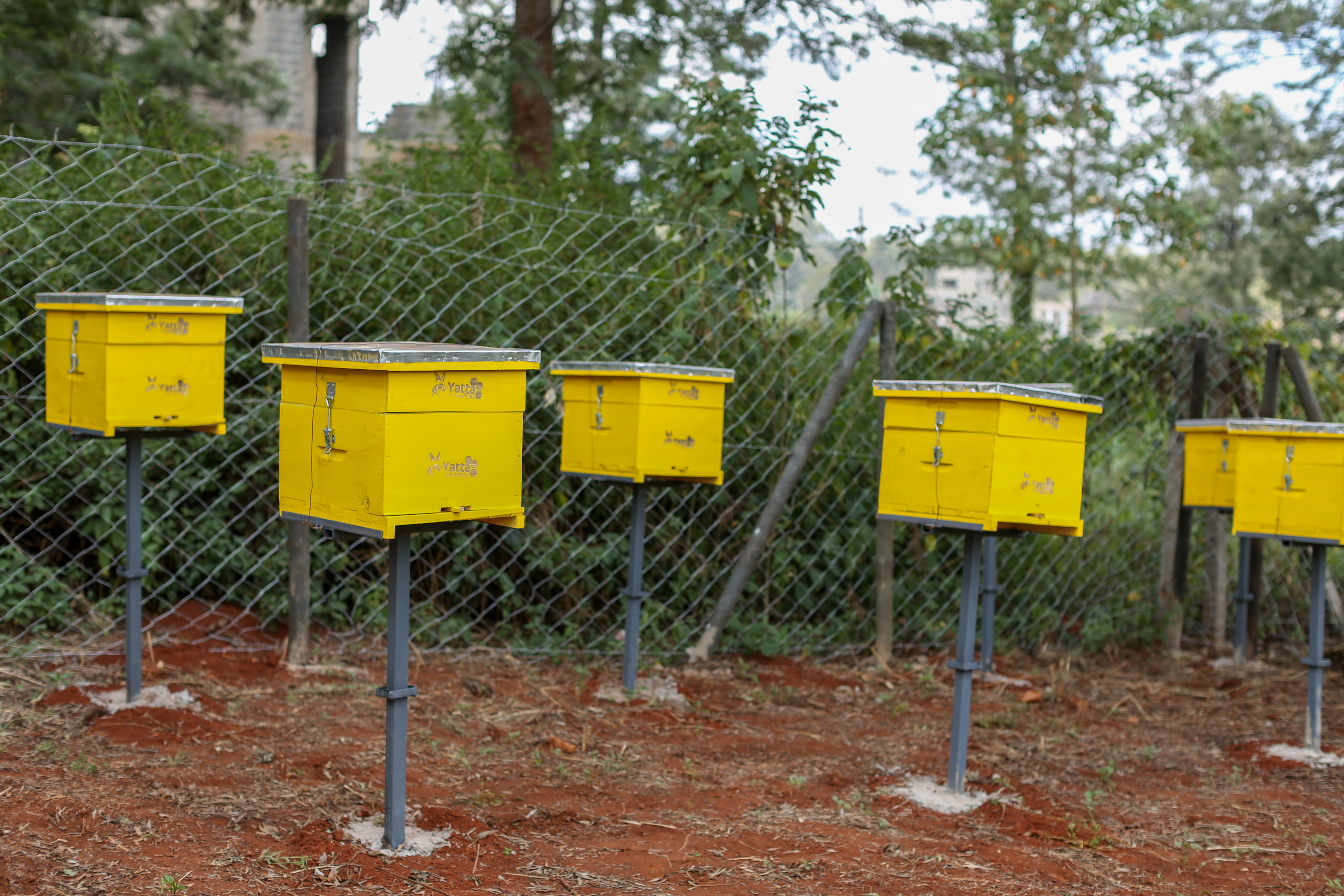 Pollen Patrollers Team in Action