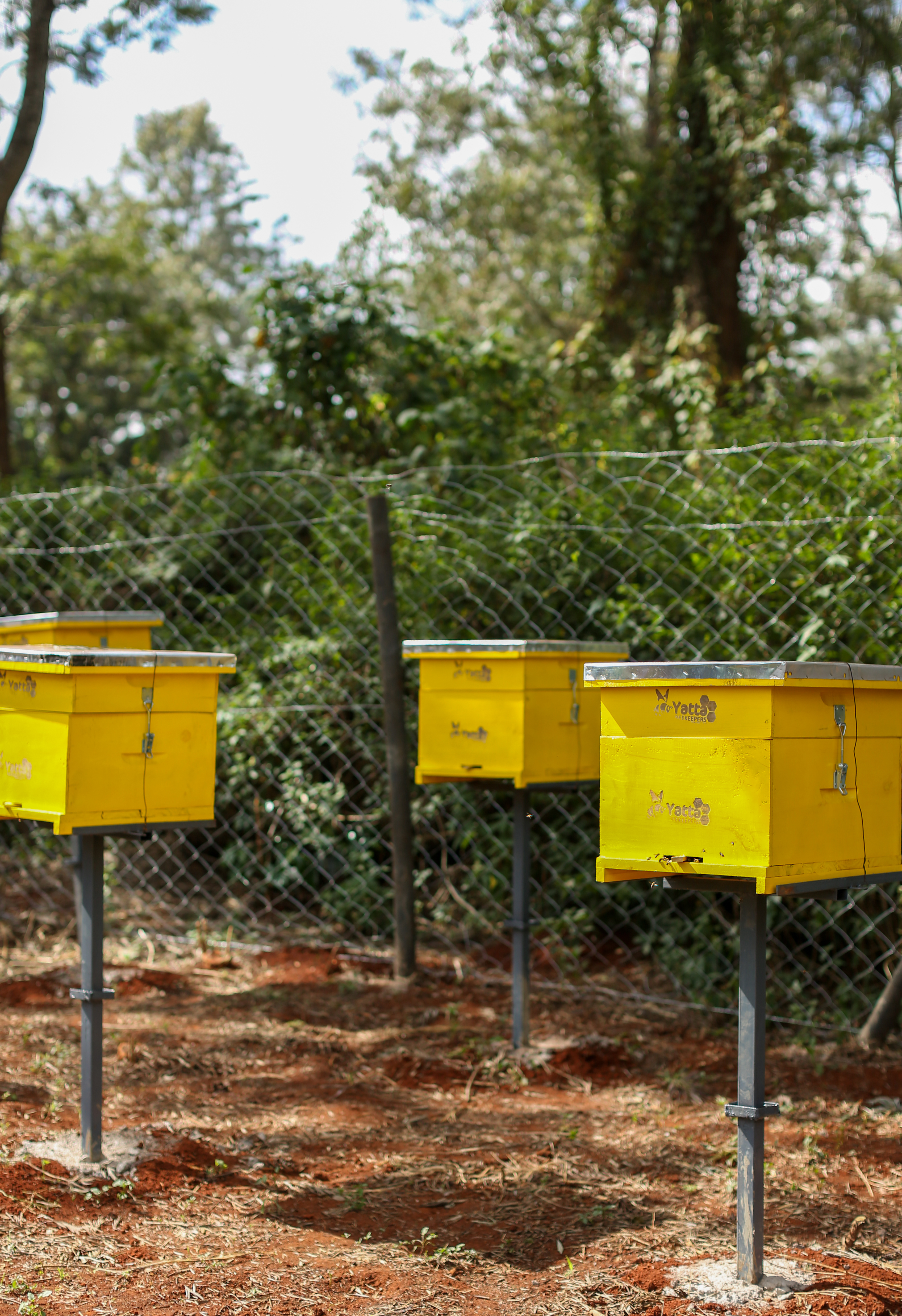 Beekeeping Training Session