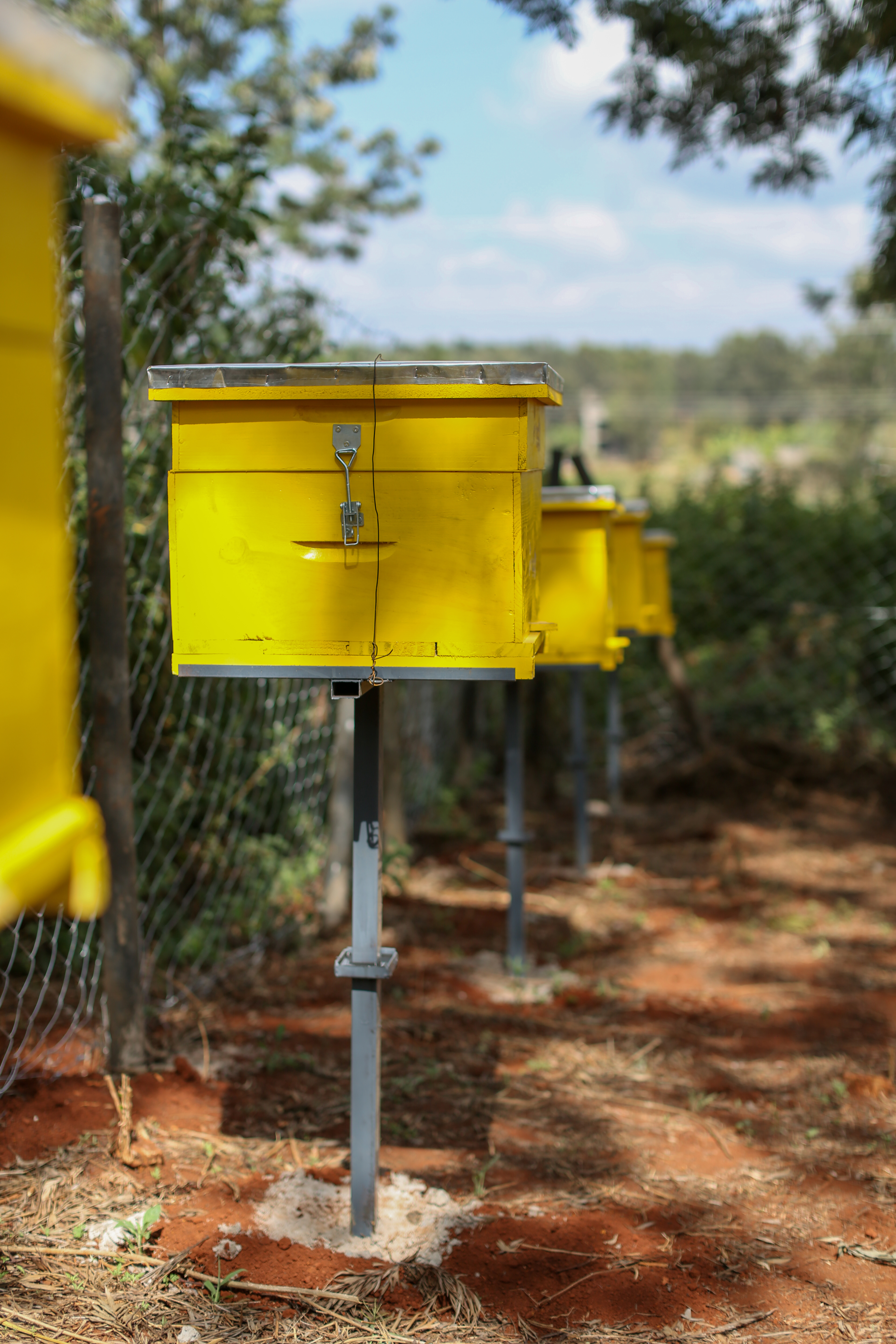 Field Research and Data Collection