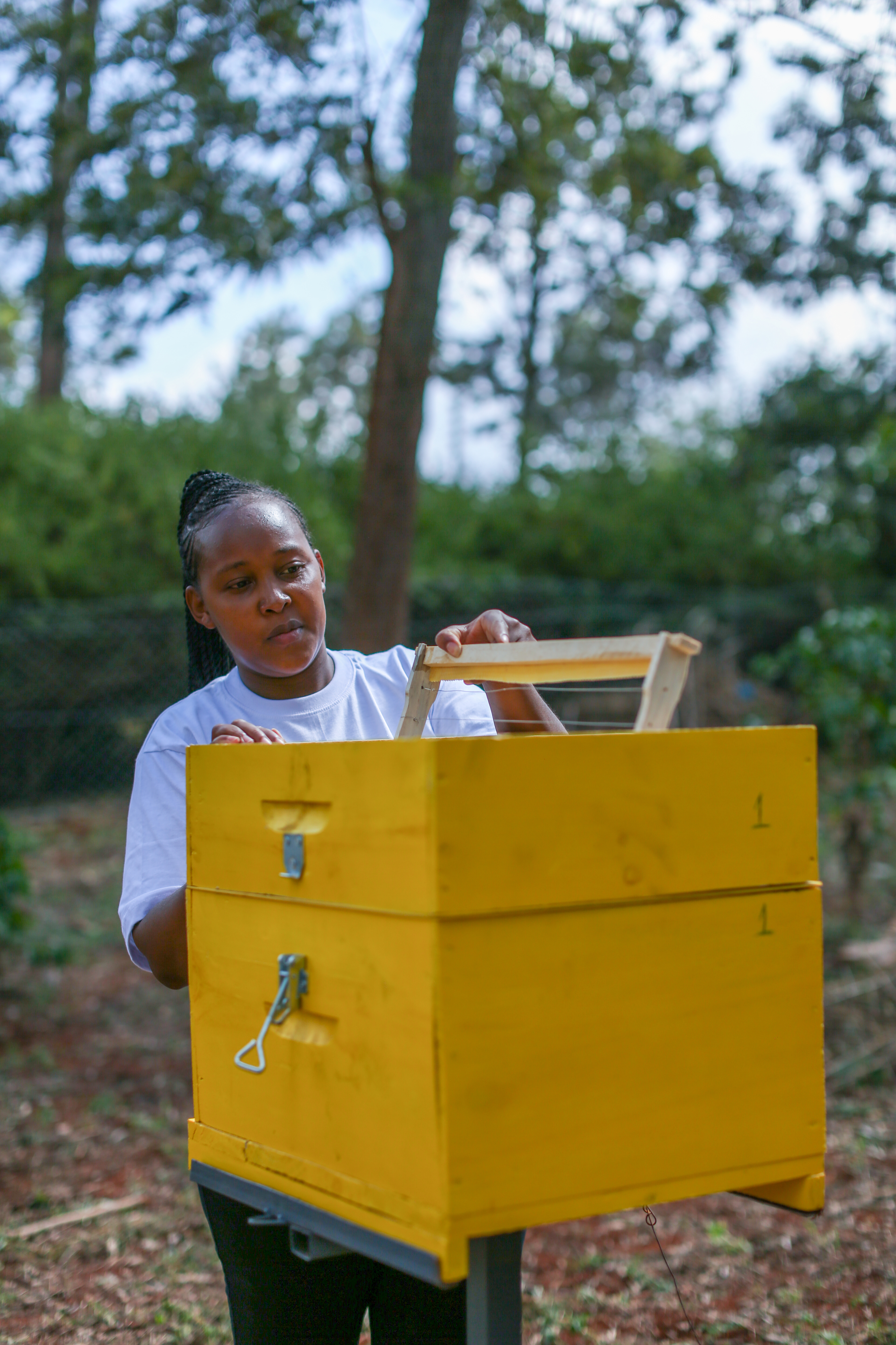 Pollination Services in Action