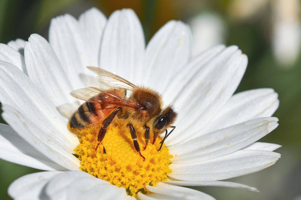 Smart Hive